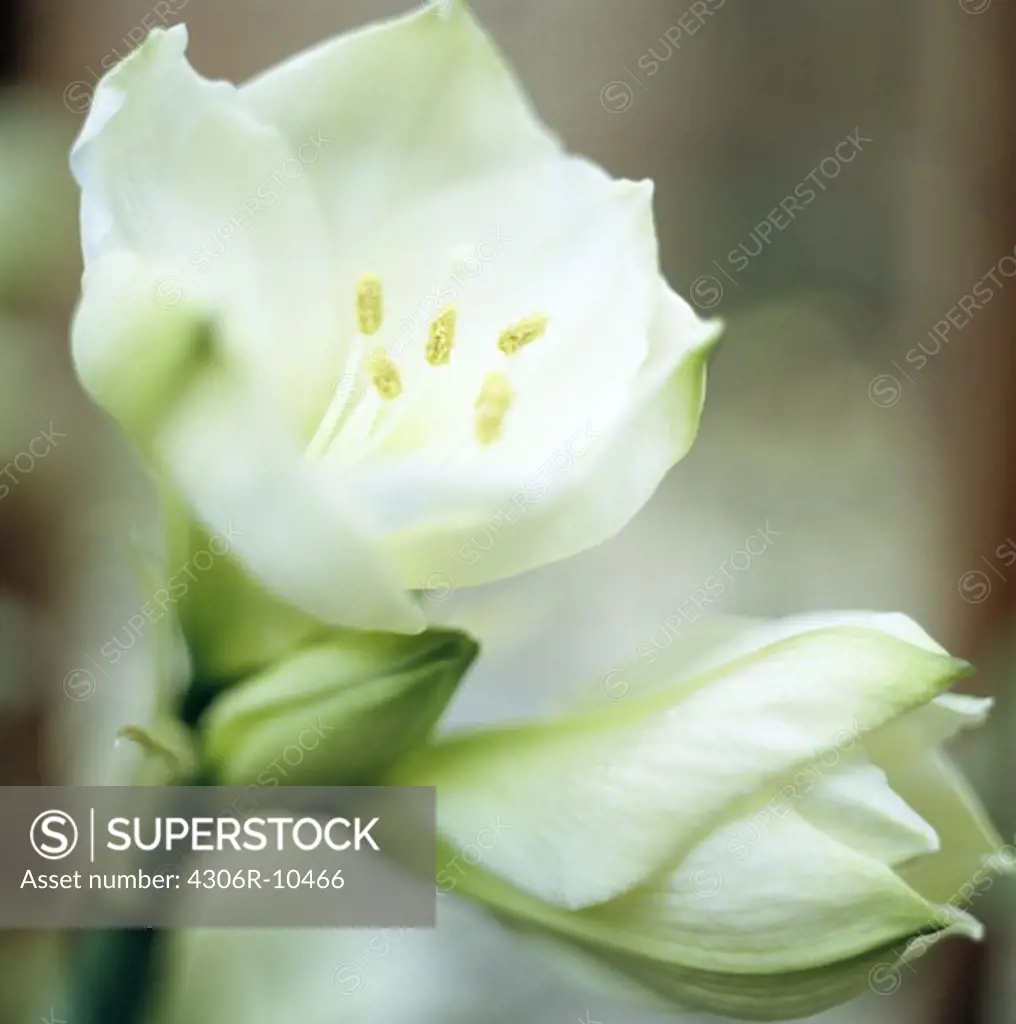 White amaryllis, close-up.