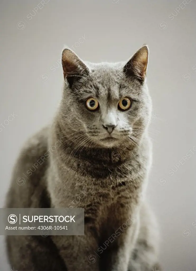 Portrait of a grey cat.