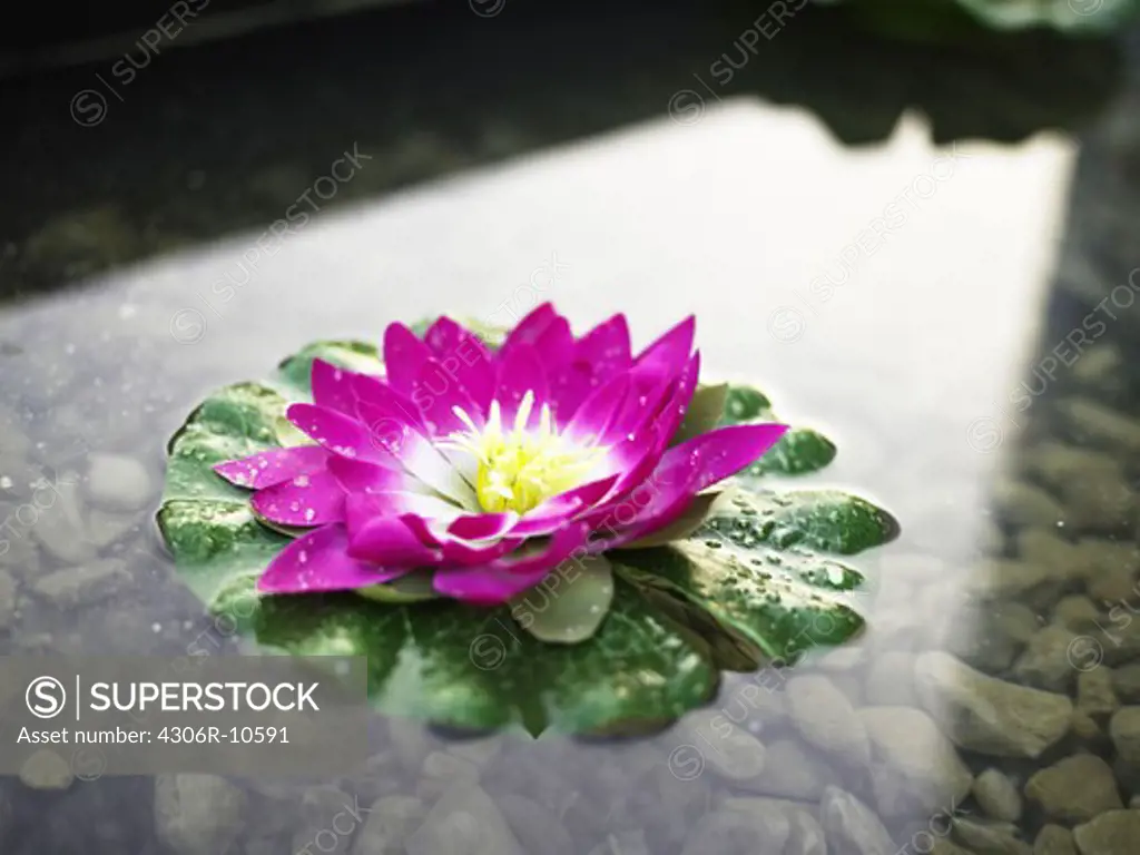 A purple flower in the water.