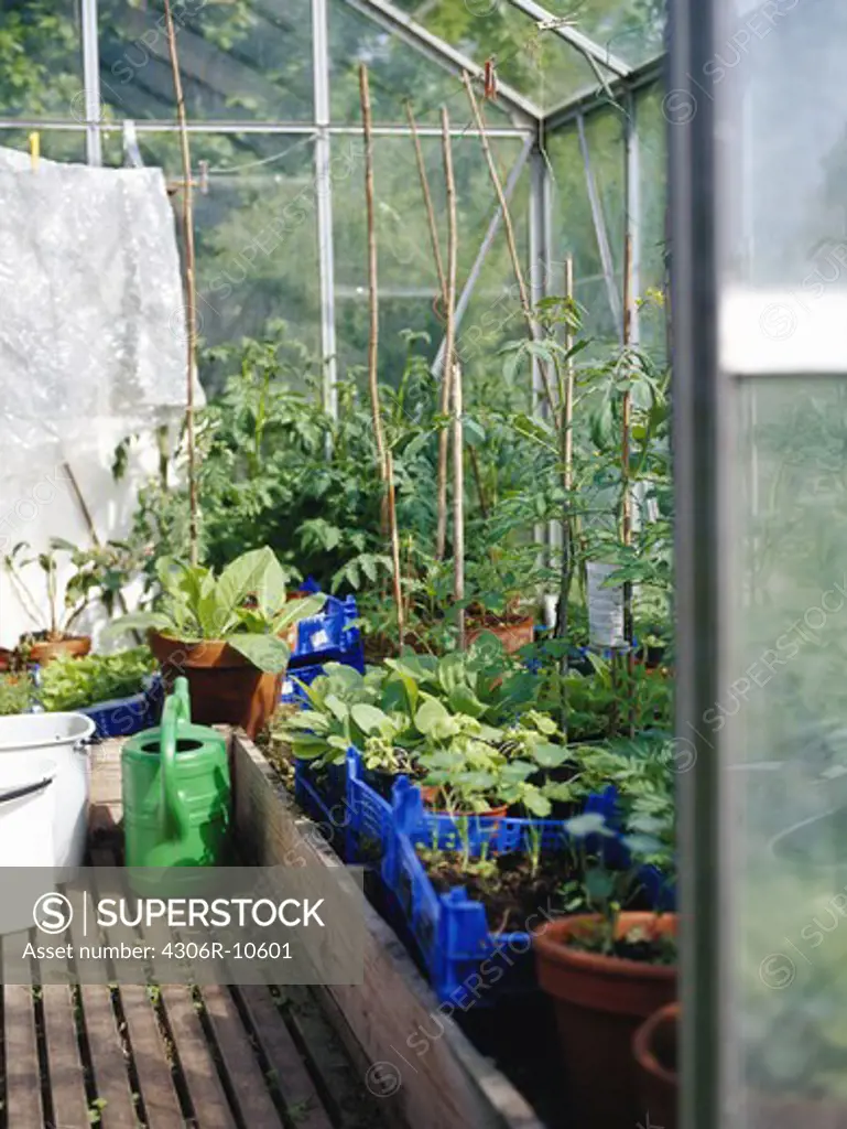 A watering-can and plants in a greenhouse, Rimbo, Sweden.