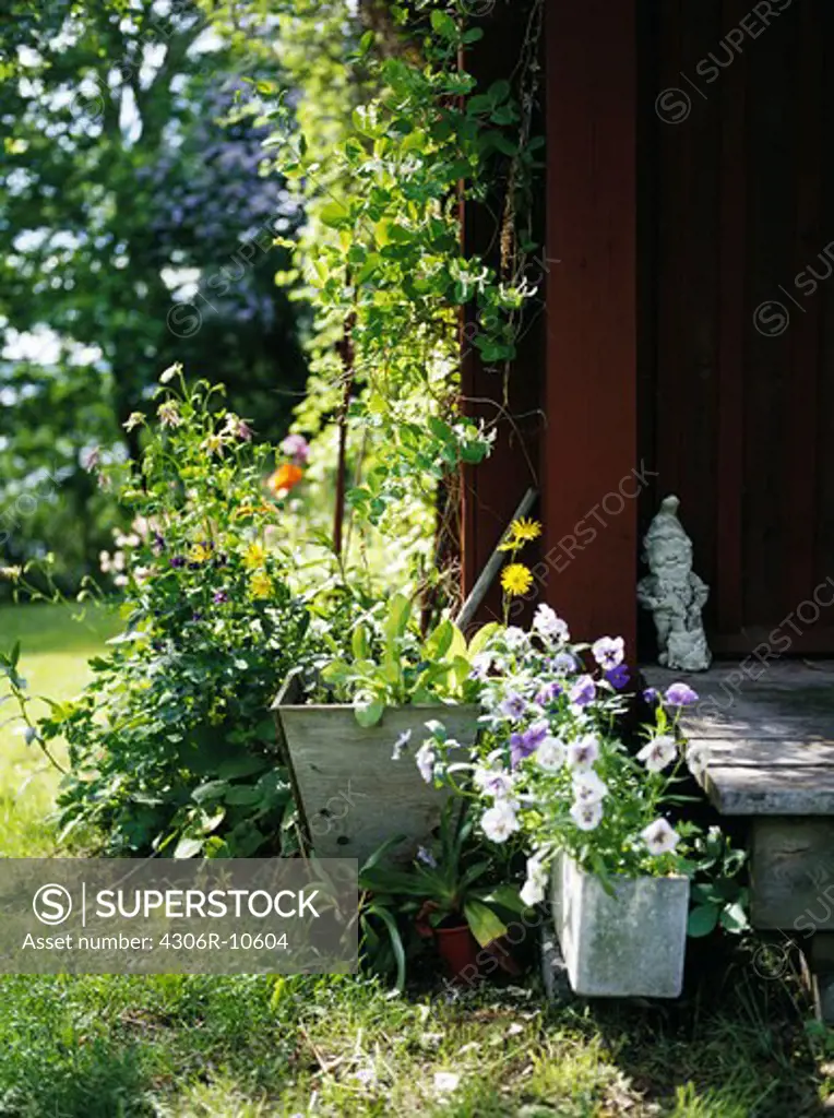 Flowerbox and flower boarder by the corner of a house, Sweden.