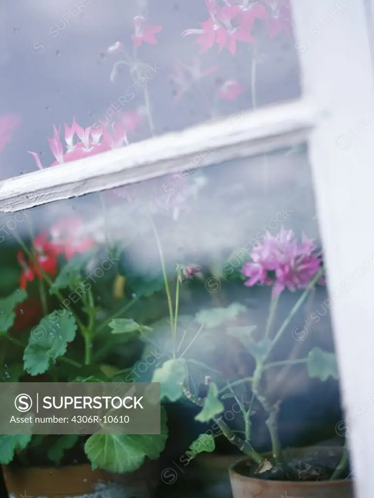 Flowers in a window, Sweden.