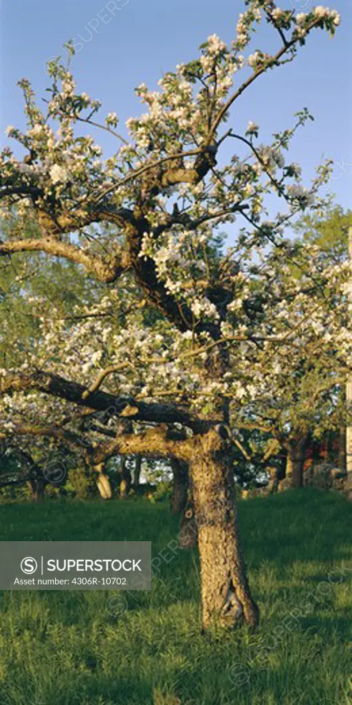 Apple tree in a garden, Smaland, Sweden.