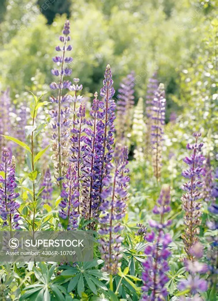 Purple lupins, Smaland, Sweden.
