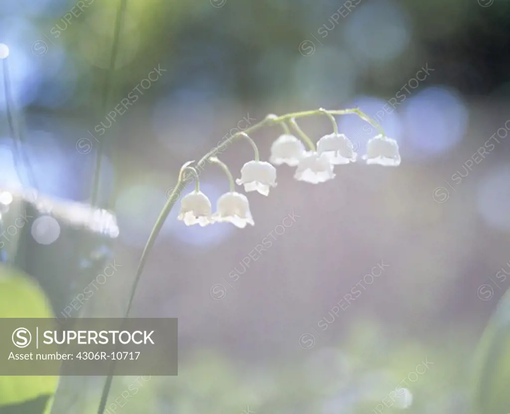 Lily of the valley, close-up, Smaland, Sweden.