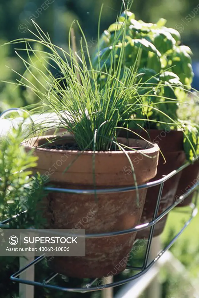 Chive in a pot, basil in the background, Sweden.