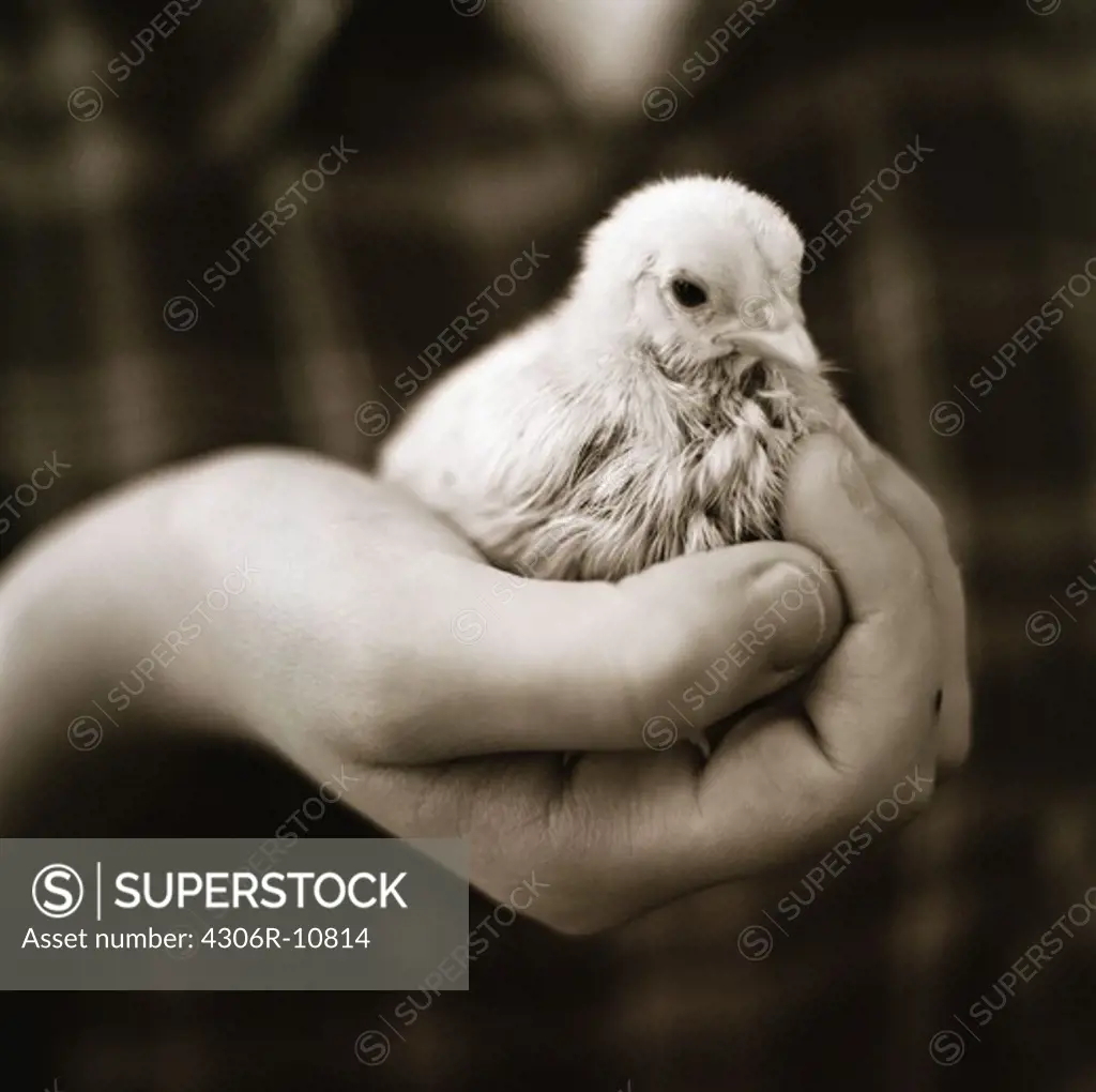 A chicken in the hands of a child.