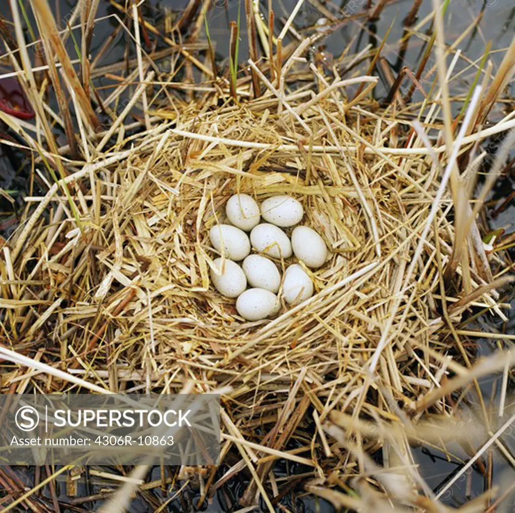 Eggs in a birds nest.