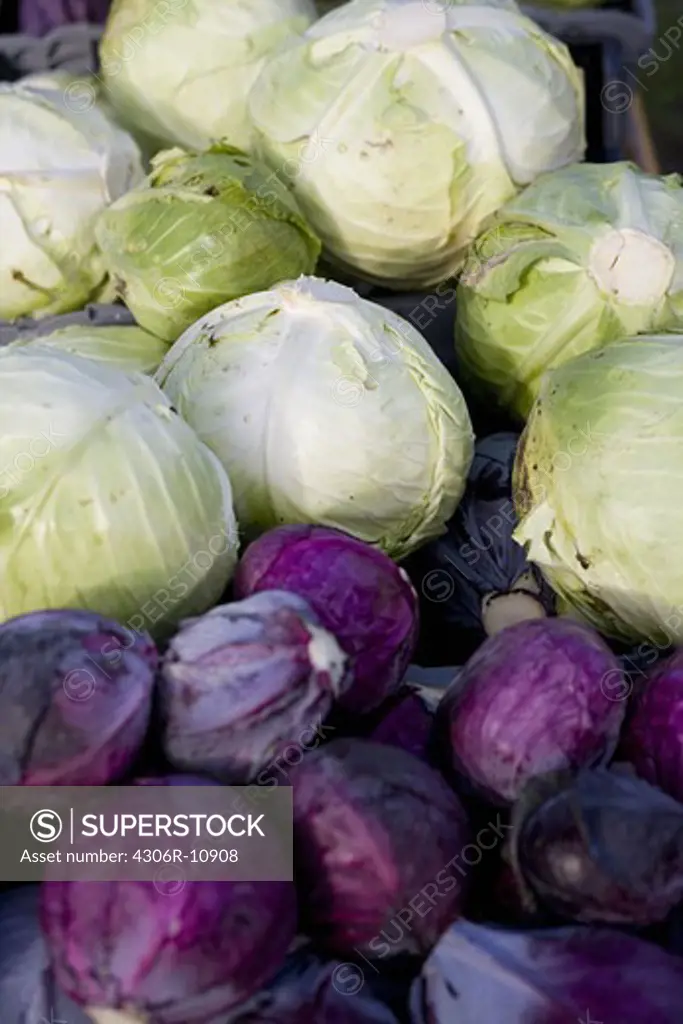 White and red cabbage.