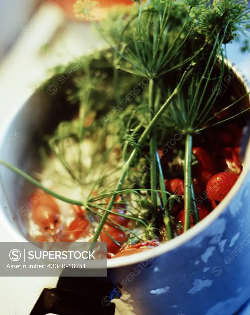 Crayfish and dill cooking in a pot,Oland, Sweden.
