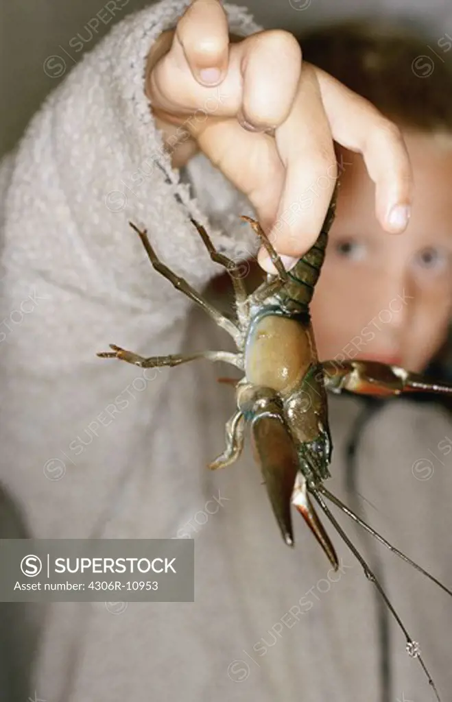 A boy holding a crayfish, Sweden.