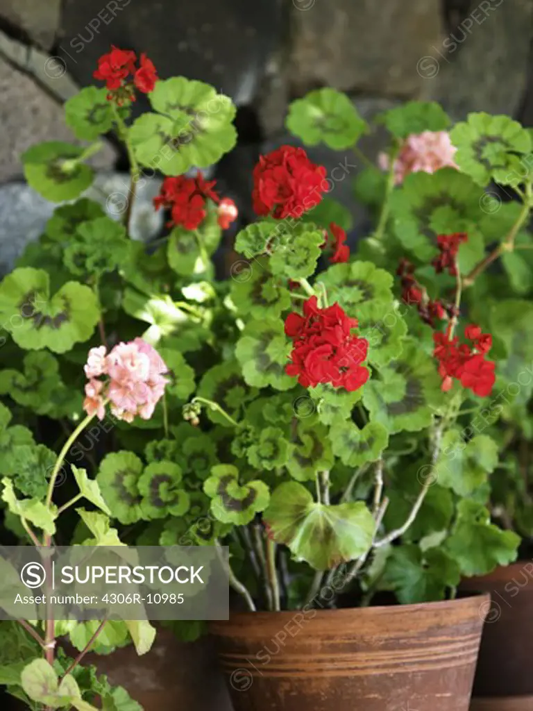 Red flowers in a pot, Sweden.