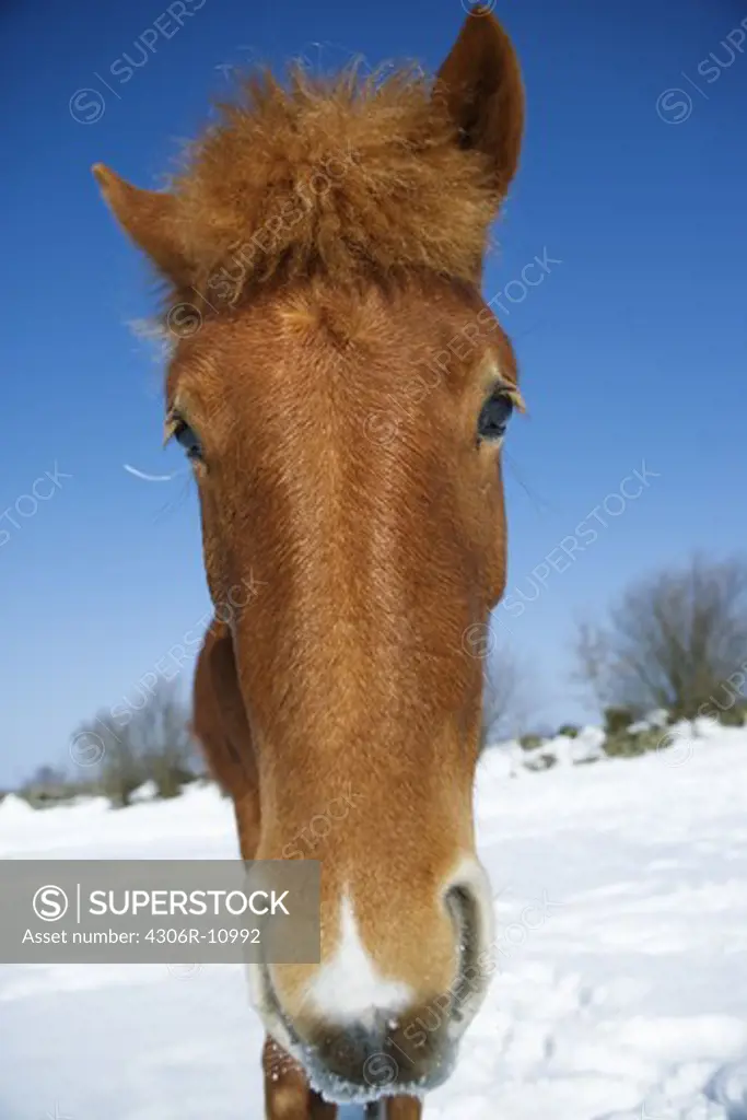 A horse, close-up, Skane, Sweden.
