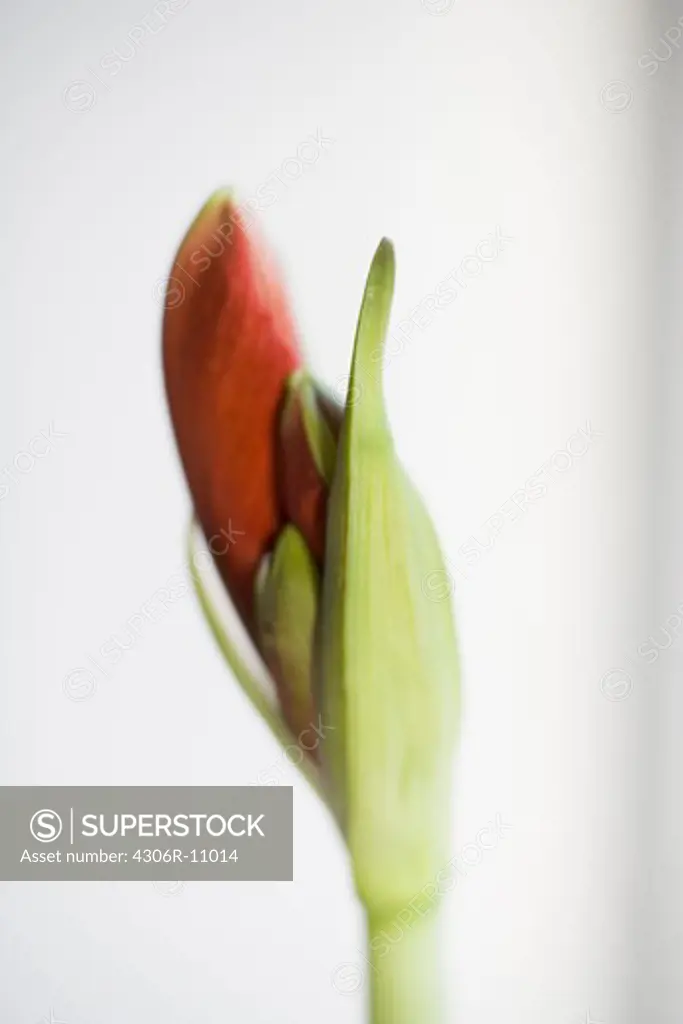 A red amaryllis bud, close-up, Sweden.