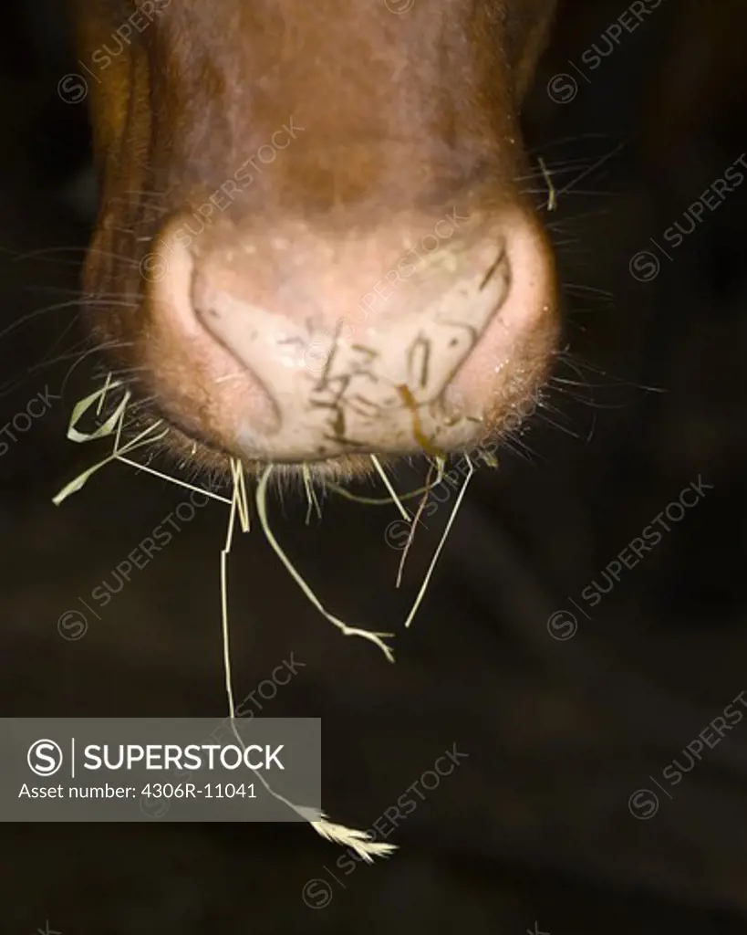 A cows muzzle, close-up, Sweden.