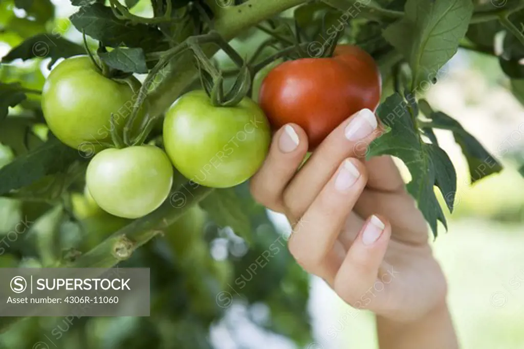 A hand picking a tomato, Sweden.