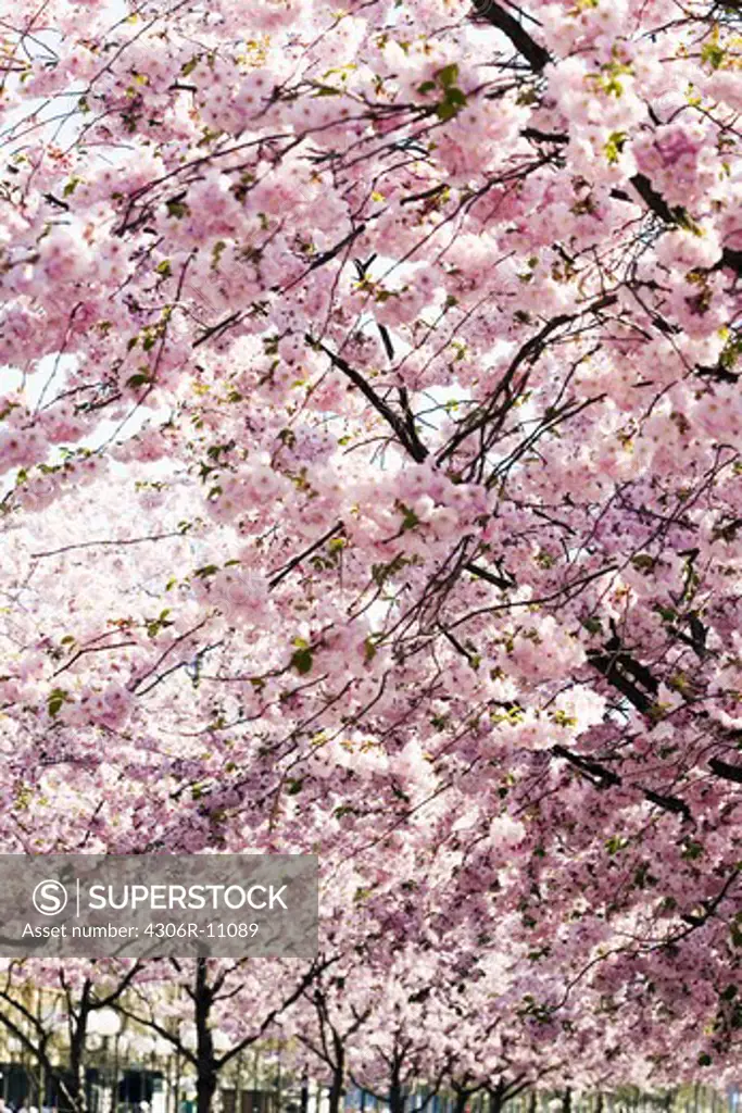 Blossoming cherry tree, Sweden.