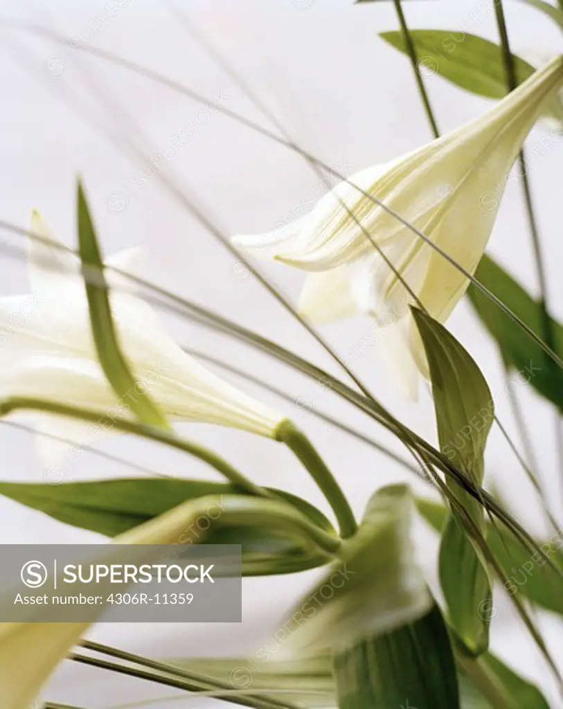 White lillies, close-up.