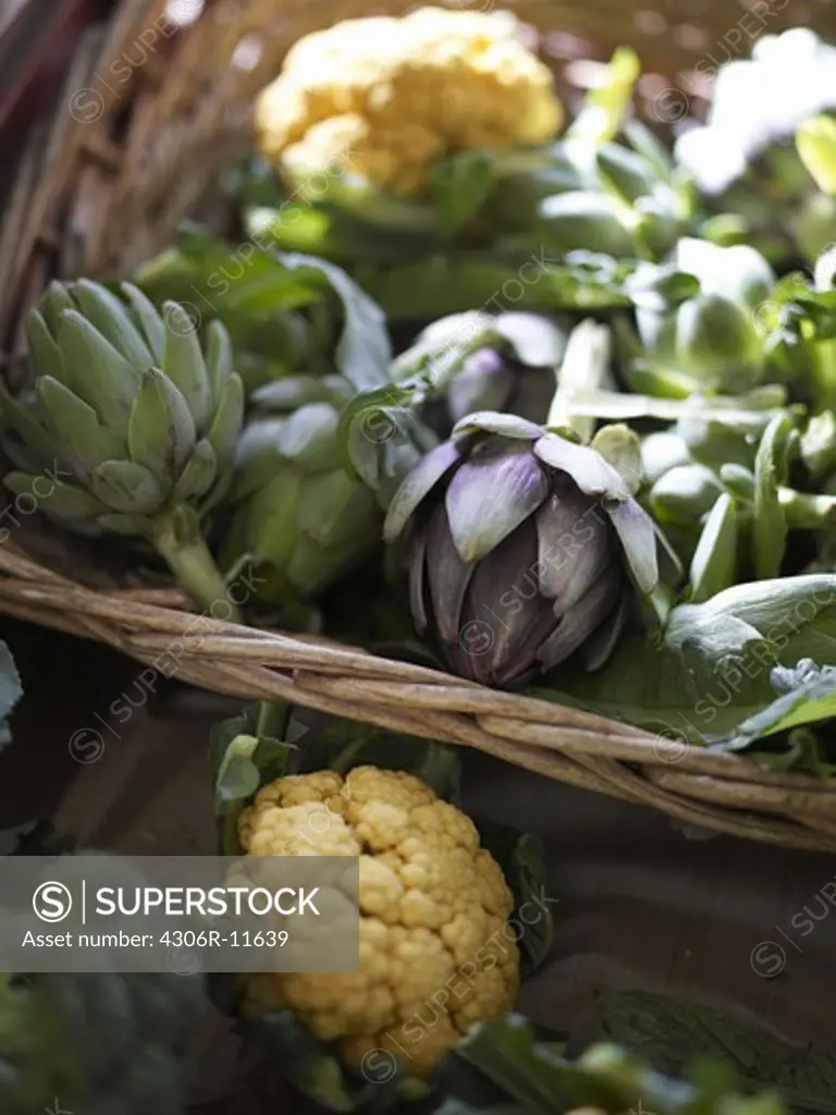 Cauliflower, broccoli and globe artichoke in a basket, Sweden.