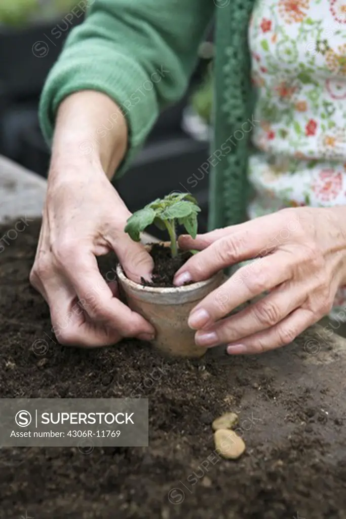 An old scandinavian woman pots a plant, Sweden.