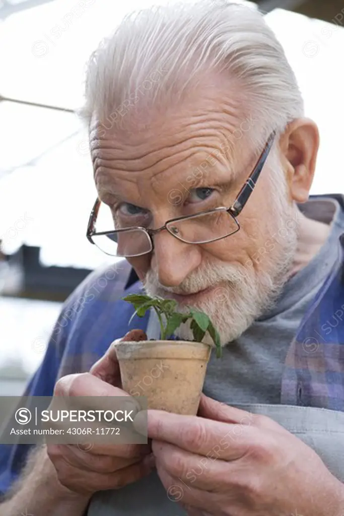 Old scandinavian man smelling a plant, Sweden.