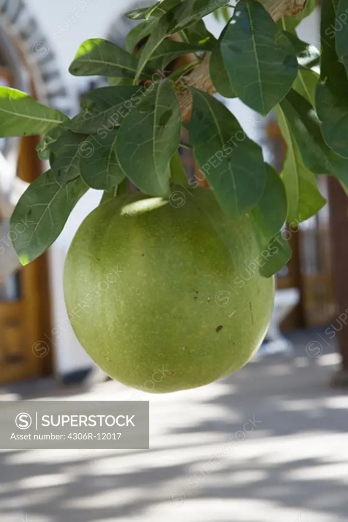A green apple hanging in a tree, close-up.
