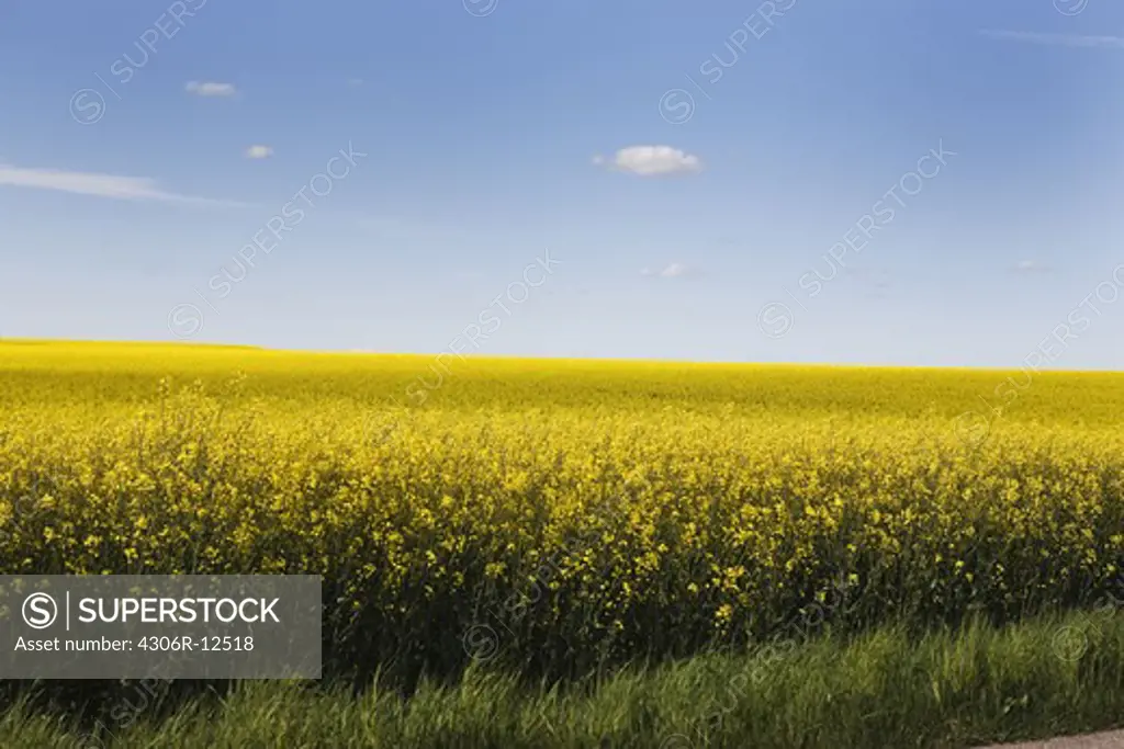 Field of colza, Sweden.