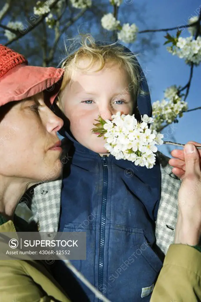 A woman and a child smelling a cherry blossom, Sweden.
