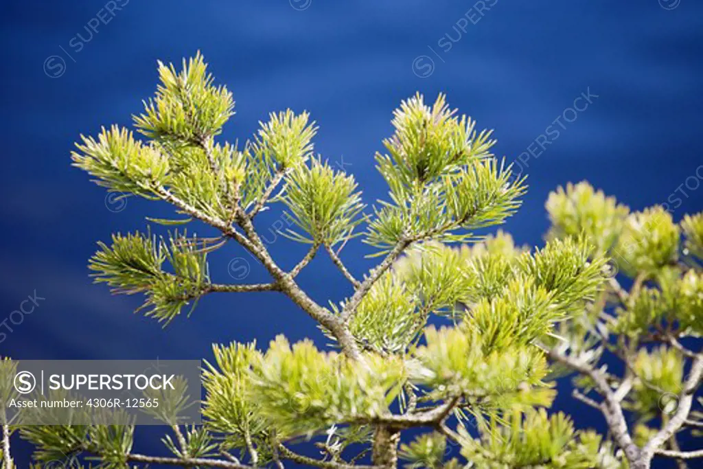 Pine tree branch, Sweden.