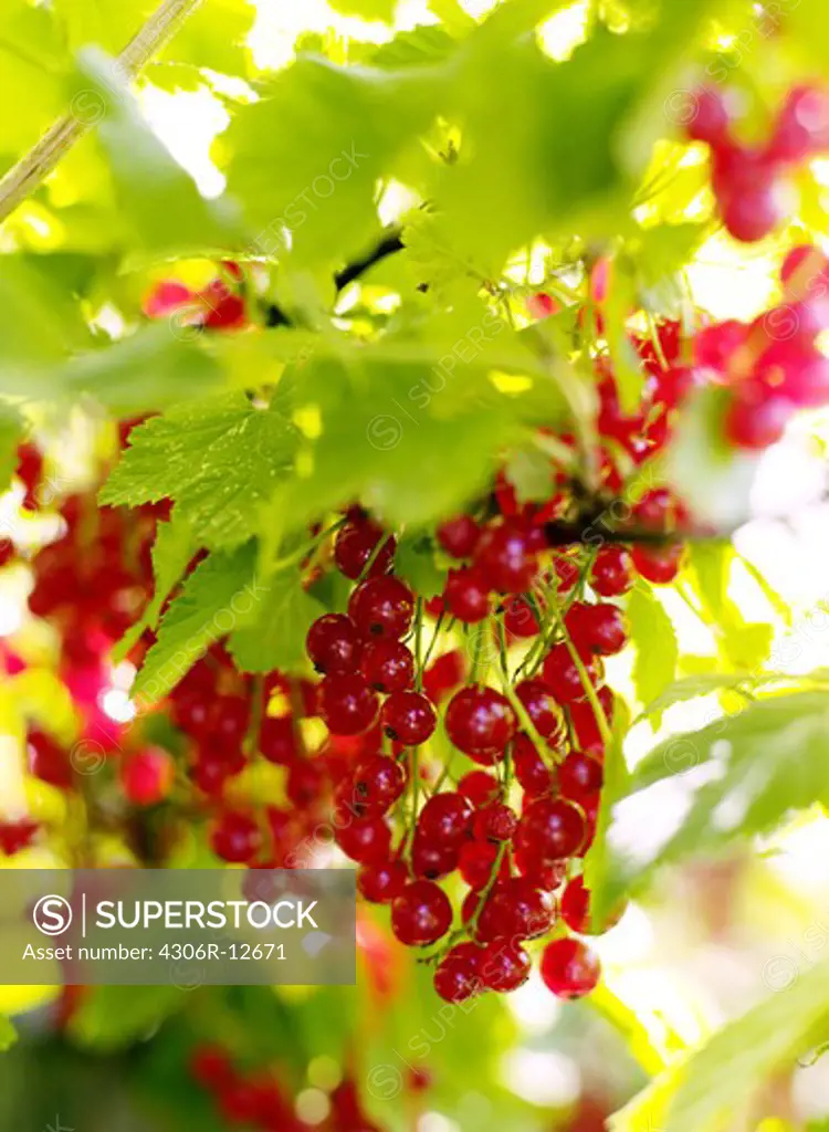 Red currants, Sweden.