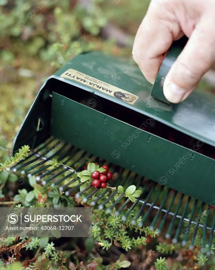A person picking lingonberries, Finland.