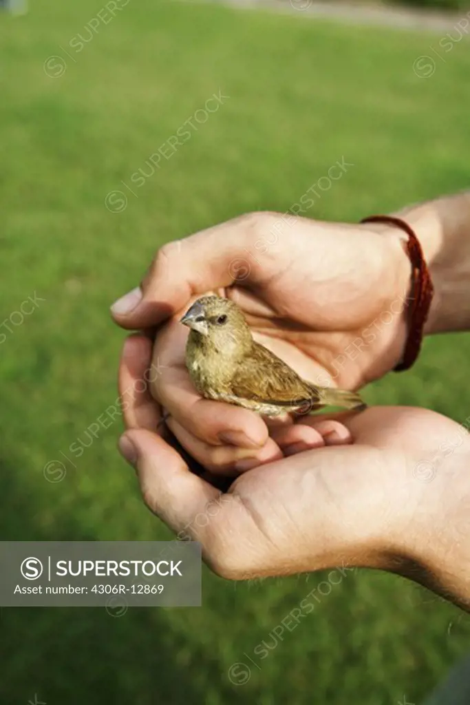 A little bird in a hand.