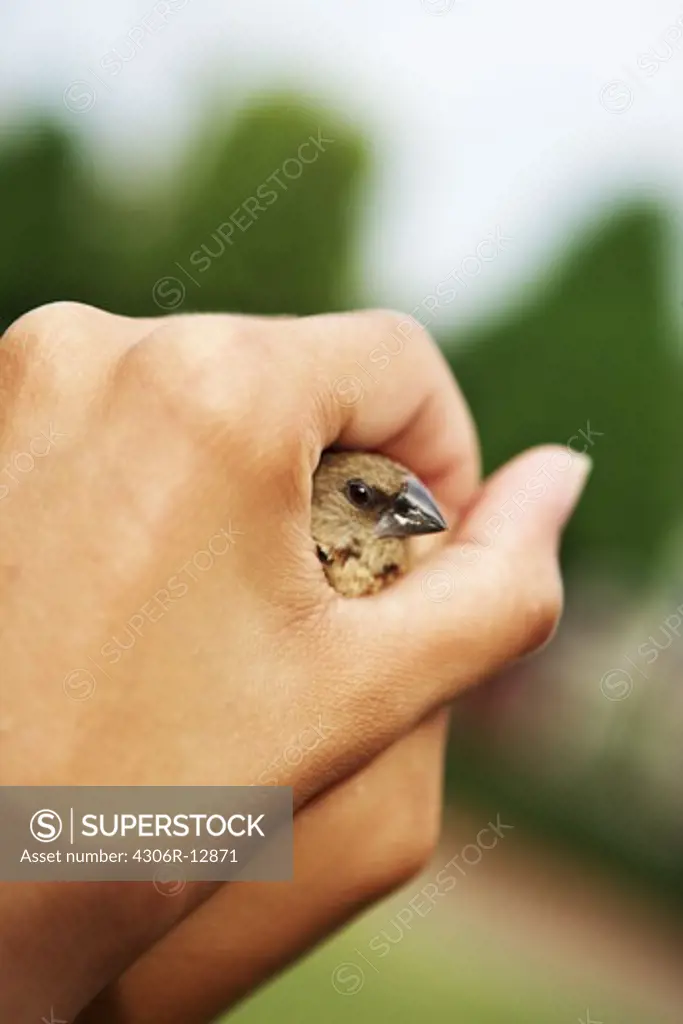 A little bird in a hand.