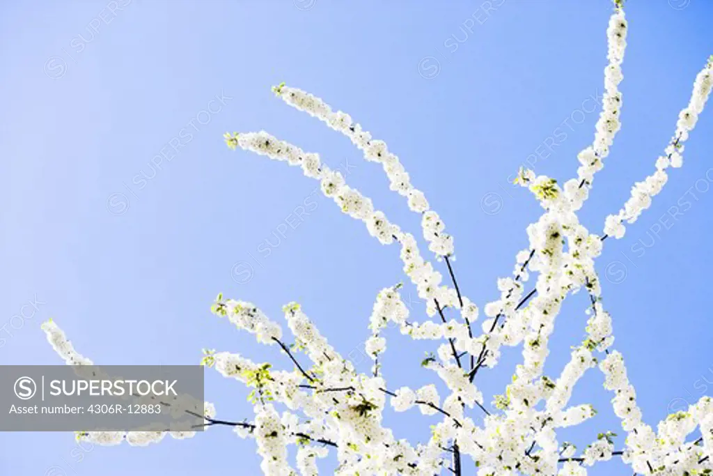 Flowering fruit-tree, Sweden.