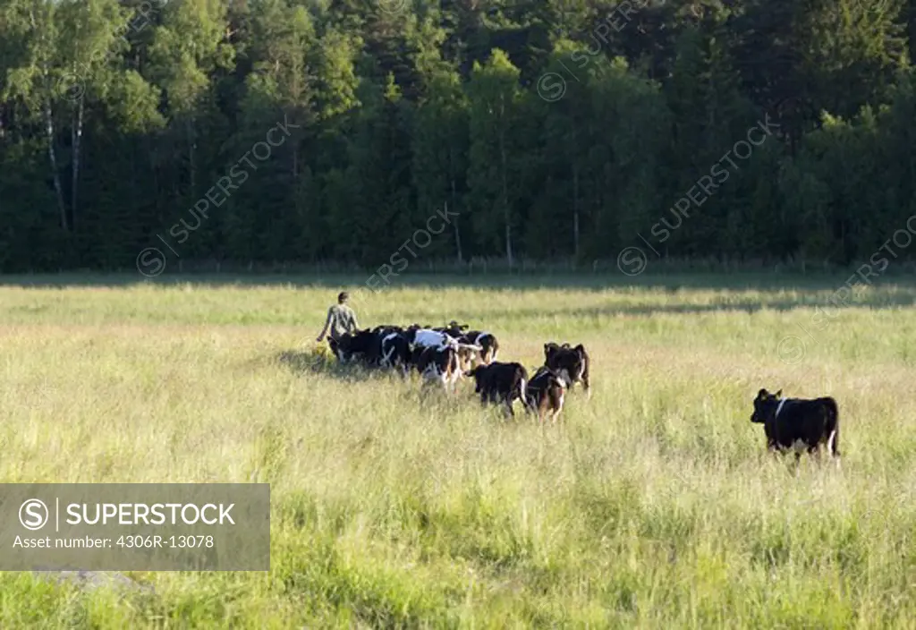 Cows in the pasture, Sweden.