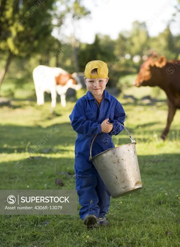 A boy feeding cows in the pasture, Sweden.