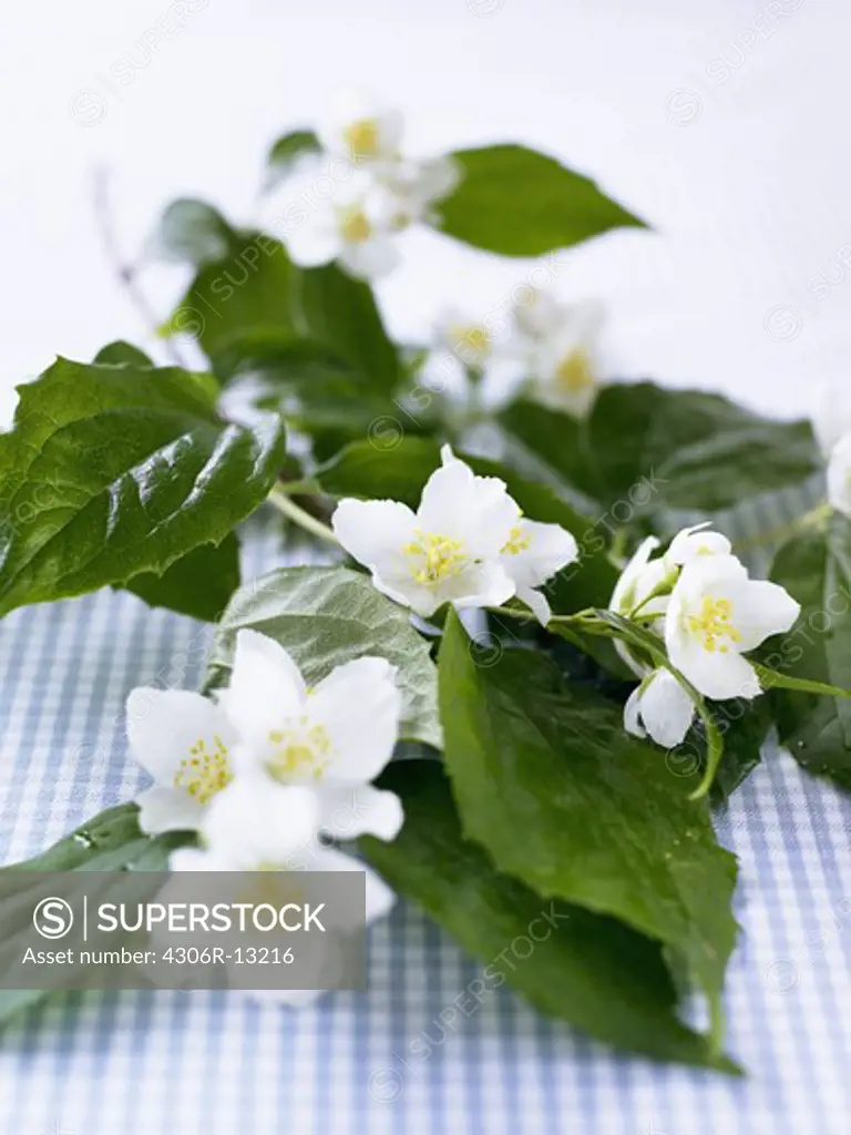 Syringa, white flower.