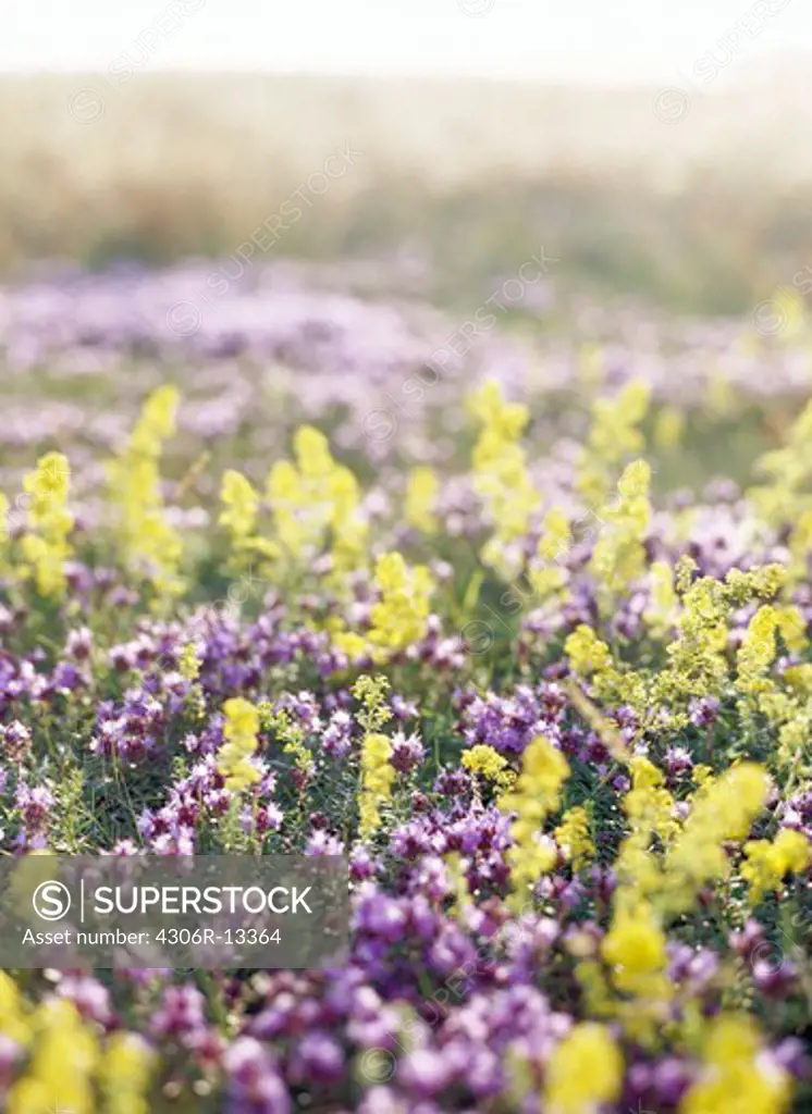 A flowery meadow, Sweden.