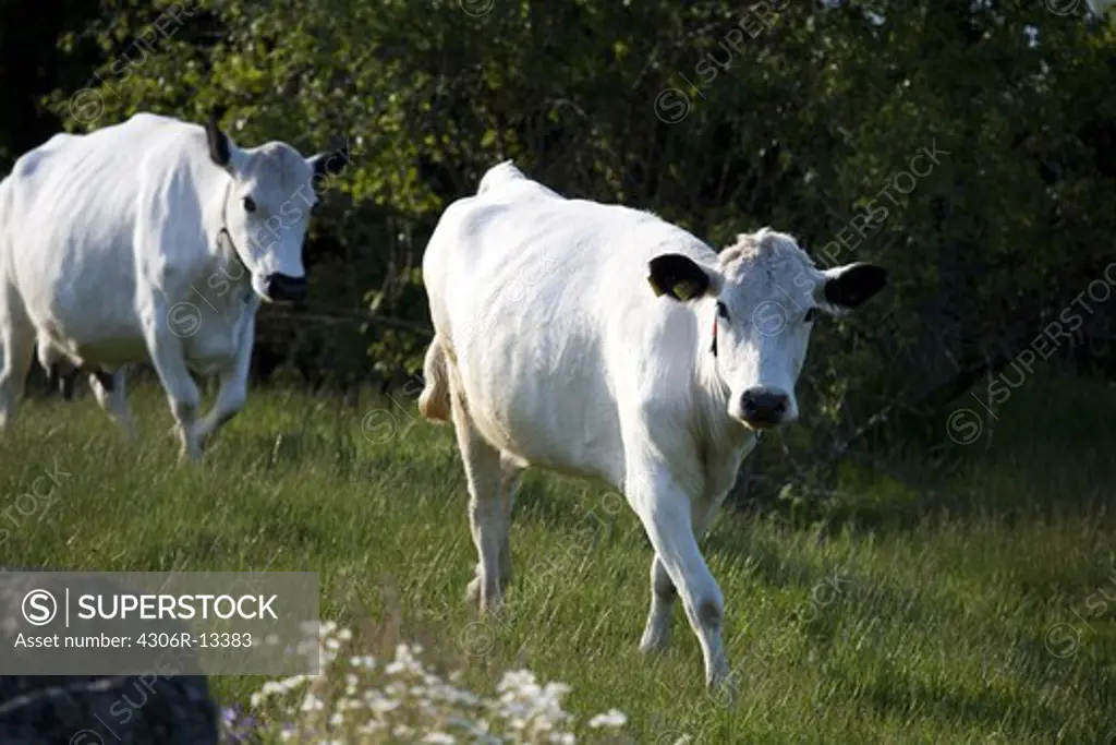 Two cows, Sweden.