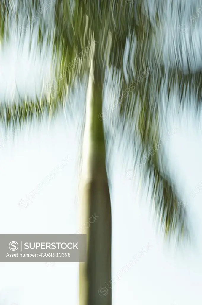 A palm tree.