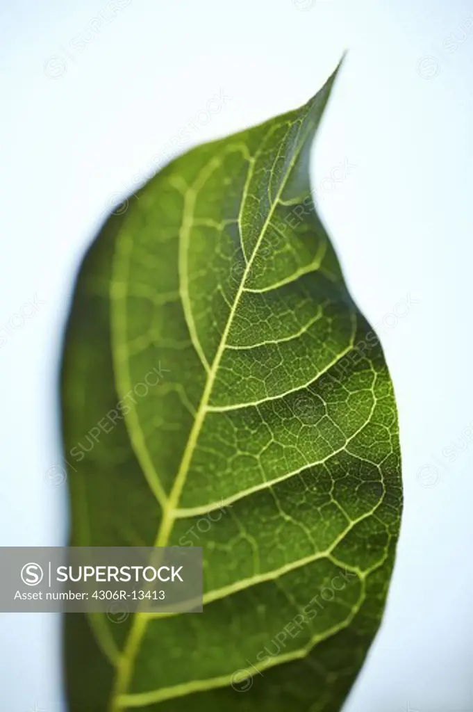 Green leaves, close-up.