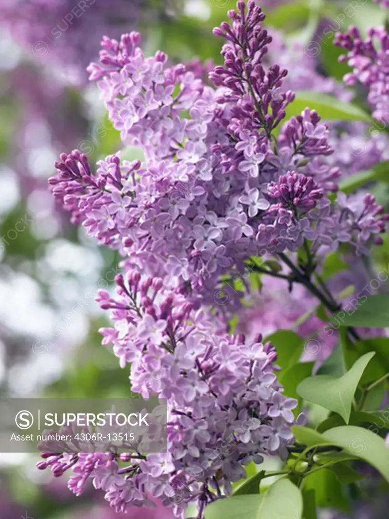 Purple lilac, close-up, Sweden.