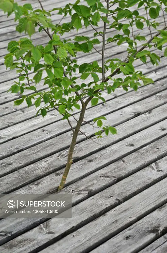 An alder-tree between planks, Sweden.