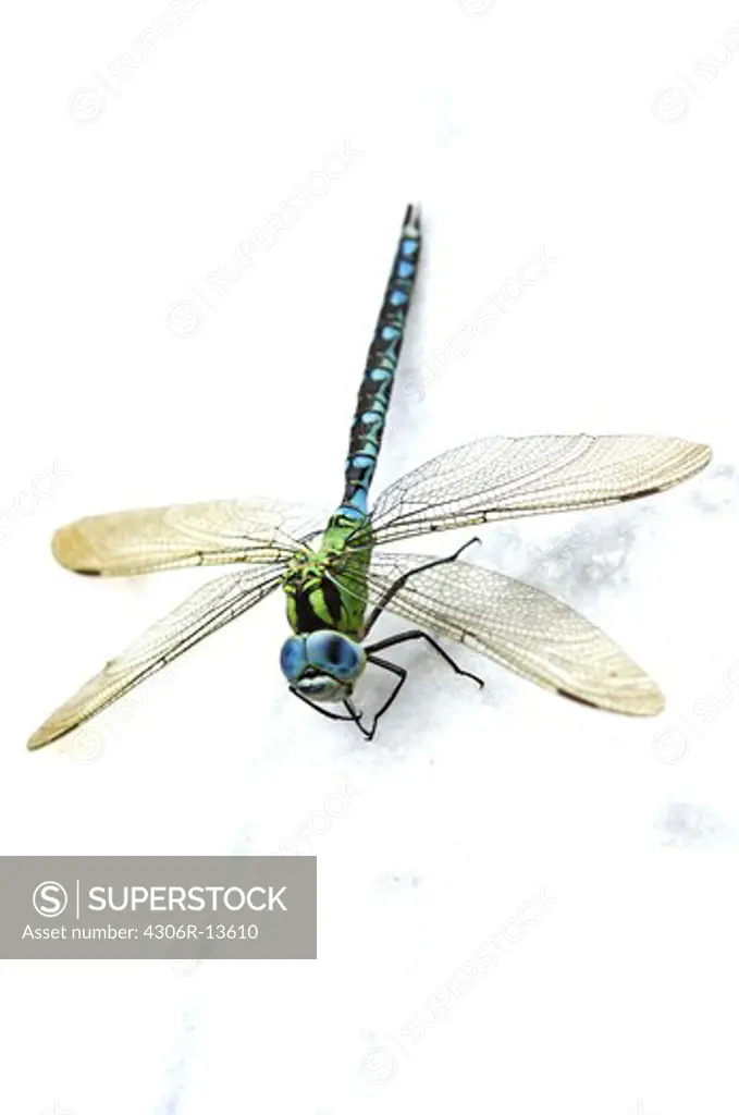 A dragonfly on a marble table, Sweden.