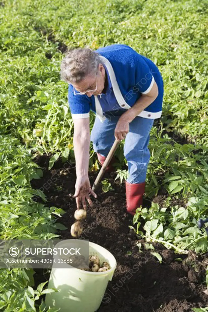 A woman in a potato-field, Skane, Sweden.