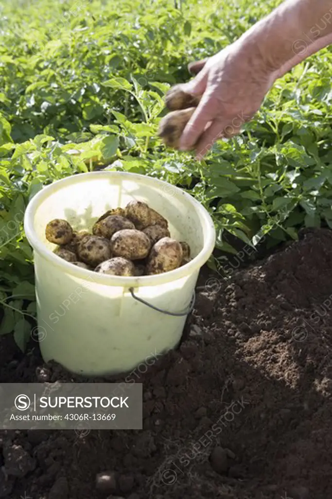 New potatoes in a bucket, Skane, Sweden.