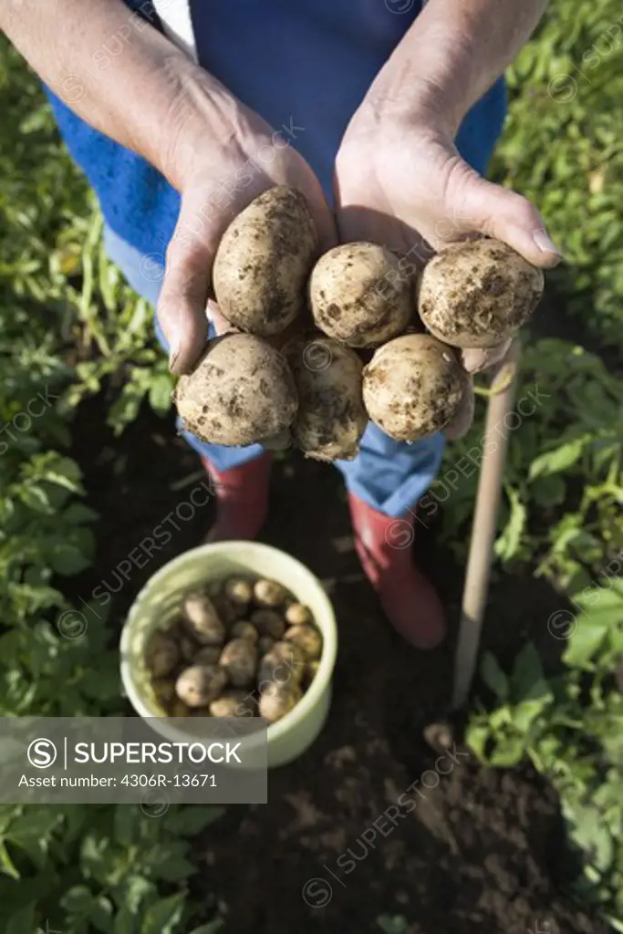 New potatoes, Skane, Sweden.