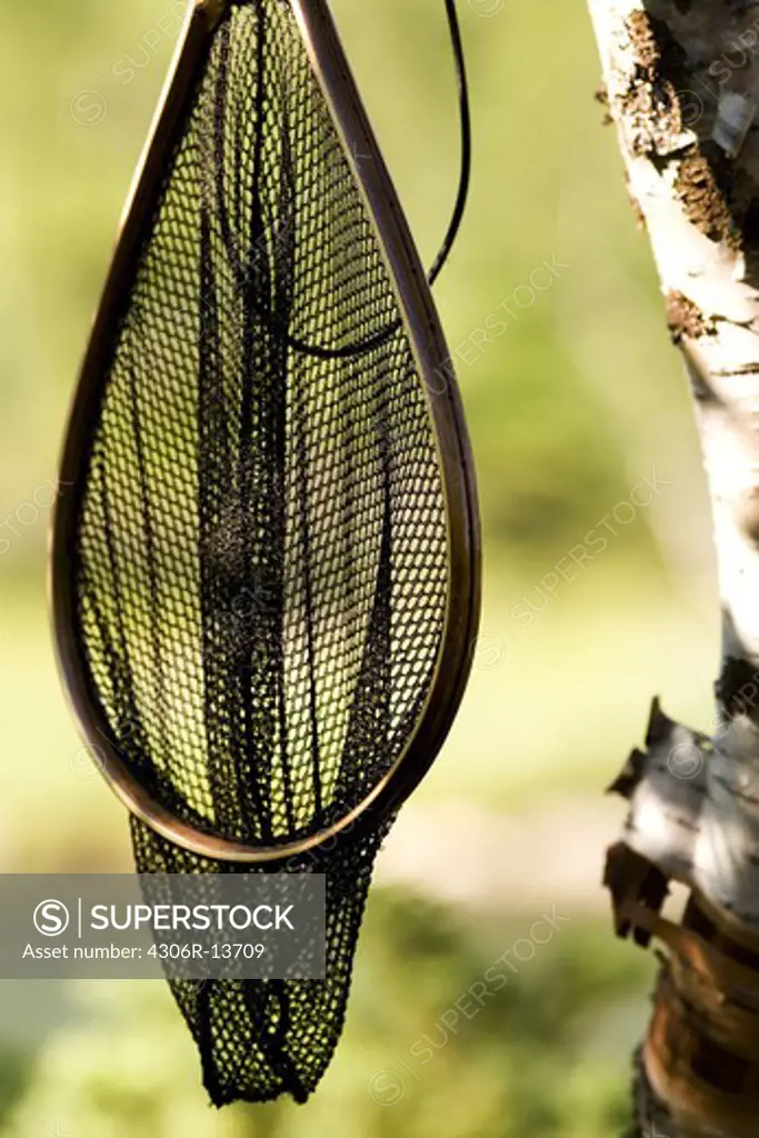 A landing net in a tree, Sweden.