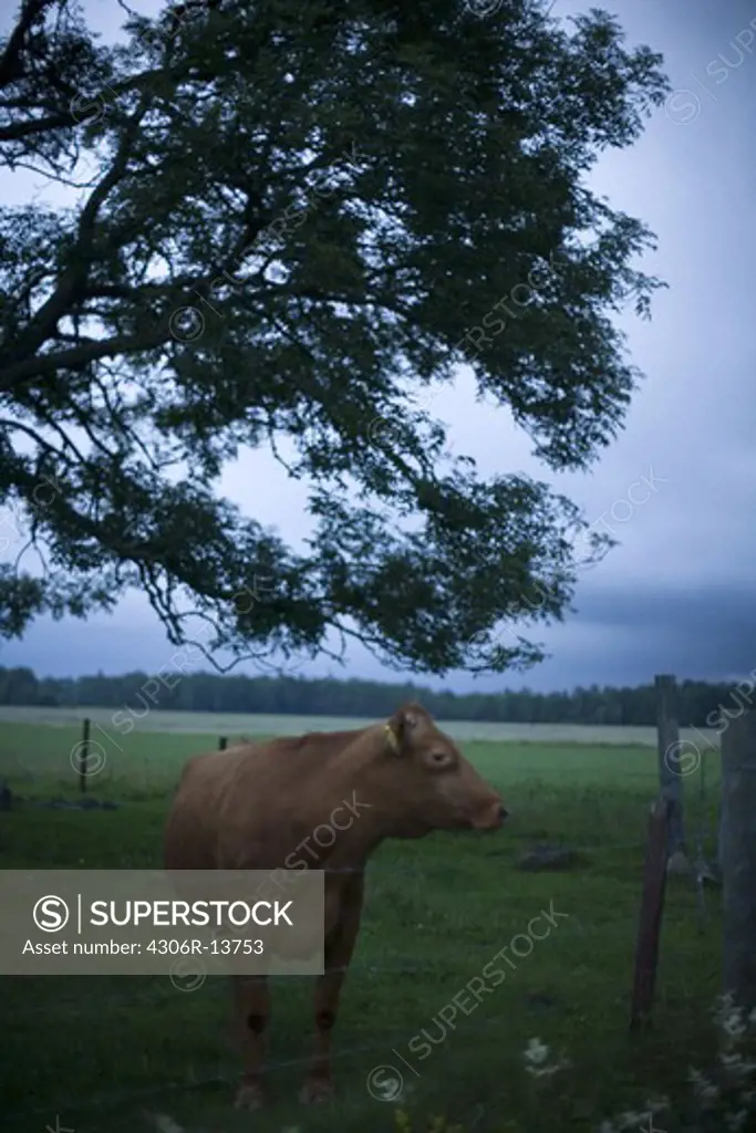 A brown heifer in a, enclosed field, Gotland, Sweden.