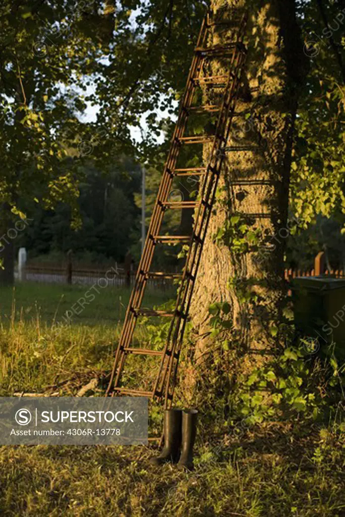 Rubber boots and a ladder by a tree, Gotland, Sweden.